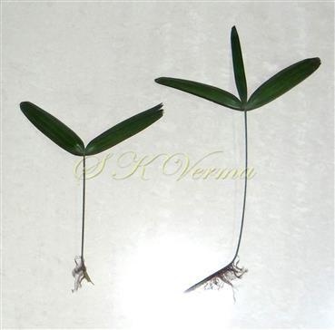  Leaf with 2-3 segments